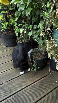 Domestic black and white cat eating fresh green grass in plant pots for natural digestion aid.