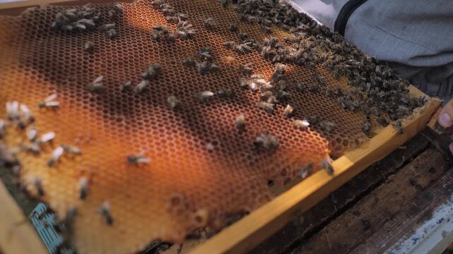 Bees in the hive. Bees on a frame