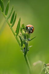 A close-up of a red ladybug climbing on a green plant stem with aphids, against a beautifully blurred green background. © Stanislav