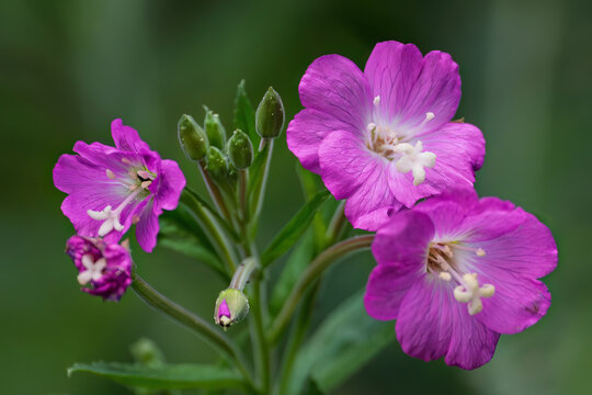 Close-up of vibrant pink great hairy willowherb flowers blooming in nature with green leaves and flower buds on a soft blurred background.
