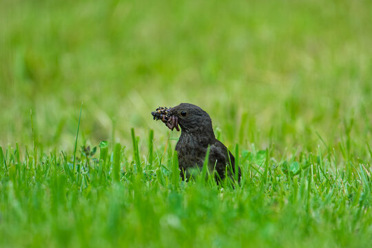 A small dark wild bird stands in a lush vibrant green grass field, holding a mouthful of worms in its beak to feed its chicks in the spring.