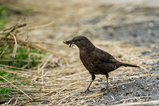 A female blackbird stands on a gravel path next to dry grass, holding a beak full of worms and insects collected for feeding its nestlings.