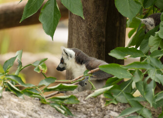 Naklejka premium Ring tailed lemur bodyside profile maintaining territorial positioning in zoo environment.
