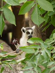 Naklejka premium Ring tailed lemur bodyside profile eating berries and coordinating visual intake behavior in the zoo enclosure.