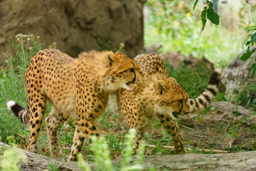 Young cheetahs Acinonyx playing together representing juvenile interaction and growth behavior. © Volha