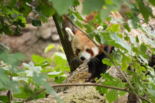 Red panda face close up observing surroundings on tree trunk in zoo environment.