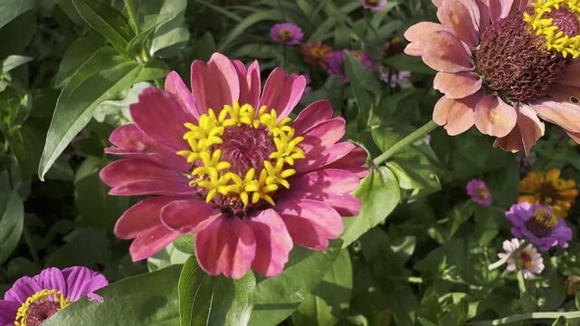 Close-up of Zinnia elegans, also known as common zinnia, elegant zinnia, or youth-and-age, an annual flowering plant in the family Asteraceae. Bright layered petals and green foliage create a colorful