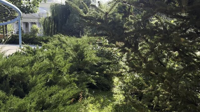Moscow, Russia, August 3, 2026: Water spraying from a fountain over the grass in Ivanovskaya Gorka Park. Sunny summer weather, bright light and lush green lawn create a refreshing city park scene.