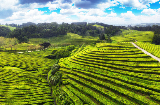 Azores tea plantation - Aerial view of Gorreana, the oldest, and nowadays the only tea plantation in Europe, located in Sao Miguel island.
