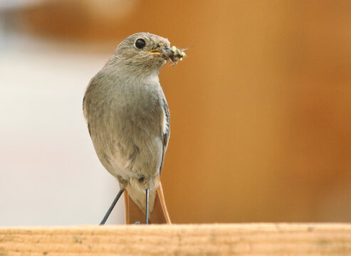 Black redstart - Phoenicurus ochruros female