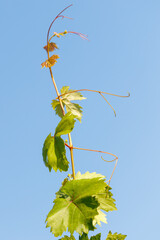 Naklejka premium Grapevine shoot rises against clear blue sky