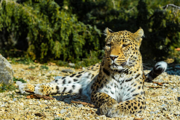 Obraz premium Close up portrait of leopard (Panthera pardus)