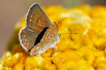 Fototapeta premium Butterfly perches on bright yellow flower cluster