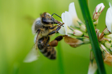 Bees collect nectar from white flowers © schankz