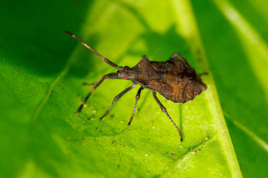 Brown stinkbug perches on green leaf