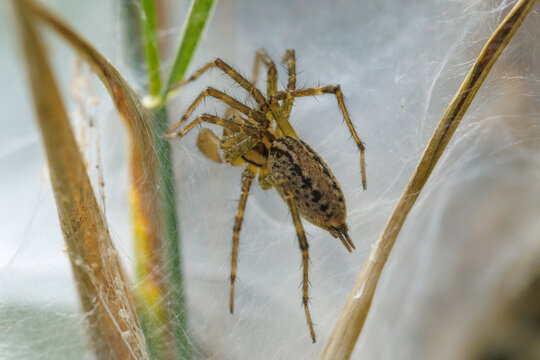 Small spider perches on delicate web strands