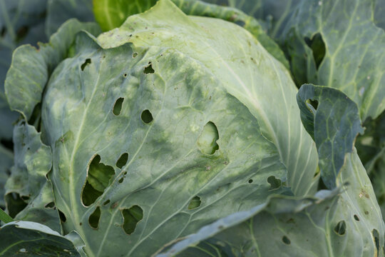 Large cabbage head with holes from insect damage
