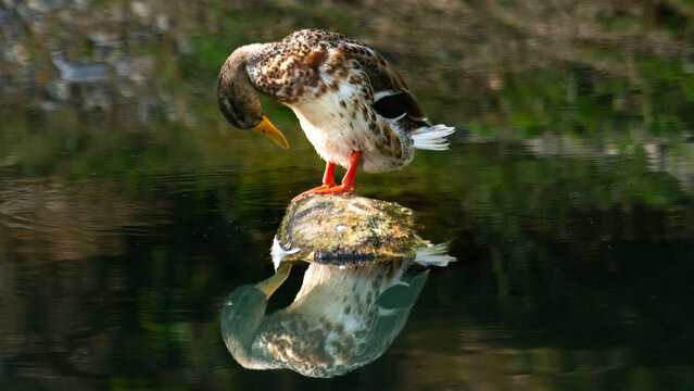 Mallard duck on the River Coln near Arlington Row in the Cotswolds village of Bibury, Gloucestershire, England
