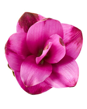 Pink Siam tulip flower,  Pink Pathumma, isolated on transparent background with clipping path. Tropical ornamental flower from the ginger family for botanical and floral design.