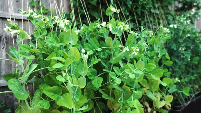 Raised garden peas climbing trellis beside wooden fence in backyard. White blossoms and vigorous green vines growing on vertical support strings. Organic vegetable gardening producing fresh seasonal