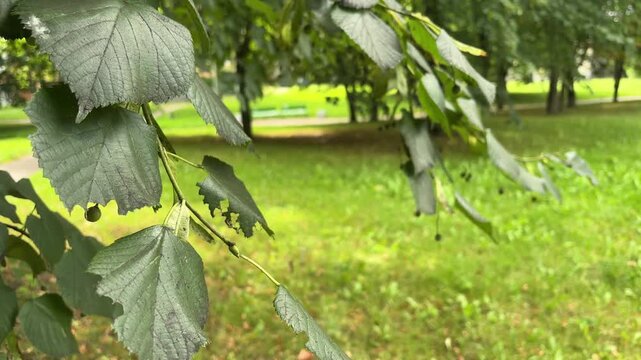 Green linden tree branch with unripe round fruits and pale bracts, summer foliage, botanical detail, park nature, seasonal plant growth.