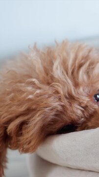 Close up of small brown dog with curly fur resting its head. Dog eyes are open showing slight movements while camera focuses. Background is softly blurred emphasizing dog