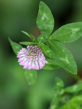 Pink clover flower blooms delicately
