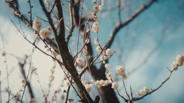 Delicate white plum blossoms dot the sparse, wiry branches of an ume tree, silhouetted against a vivid blue sky at Atami Baien.