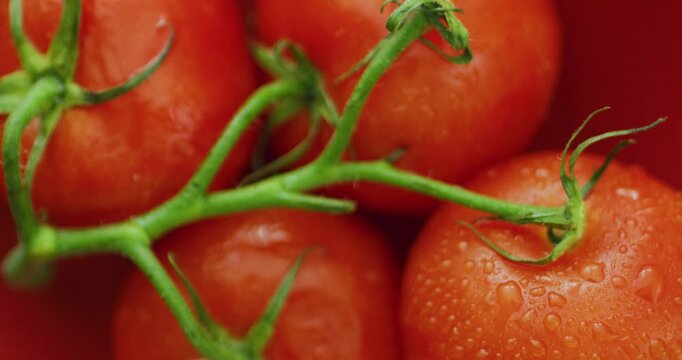 Wet red tomatoes in the red bowl. Bright red tomatoes. A cluster of red tomatoes sprinkled with water.