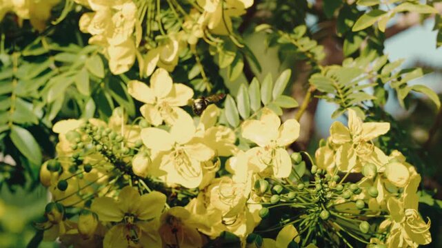 Carpenter bee foraging over bright yellow blossoms on a flowering tree. Nature documentaries, pollination science, garden wildlife, macro insect content.