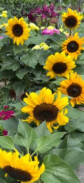 sun flower closeup in the garden