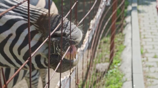 A zebra leans toward a visitor through the enclosure fencing, stretching its head forward to receive a small piece of food. The close interaction highlights the animal's distinctive striped coat and c