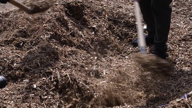 Two gardeners working together, spreading wood chip mulch with shovels and a rake for a garden