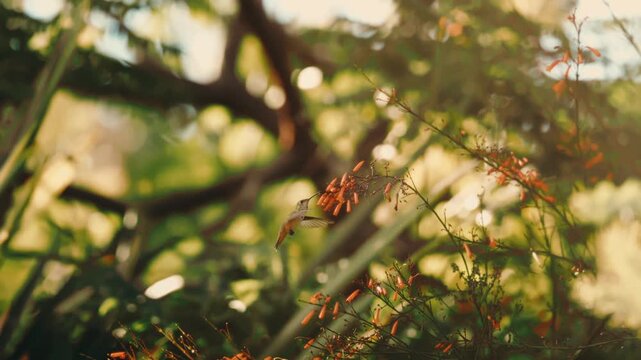 Hummingbird feeding in extreme slow motion on red tubular flowers in a sunlit garden at golden hour. Nature documentaries, pollination science, garden wildlife, hummingbird content.