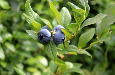 Large blueberries on a bush in partial shade on a sunny summer day in the garden - horizontal photo, close-up © Iuliia Koroleva