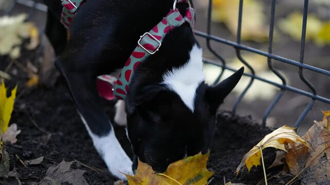 Front close up shot of a cute Boston Terrier dog using paws to dig dirt near a mesh fence. Colorful autumn leaves scattered on the ground during outdoor playful moment.