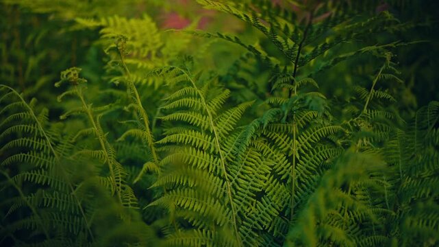 Close up view of a fern plant growing in a rural landscape in Norway with natural green vegetation