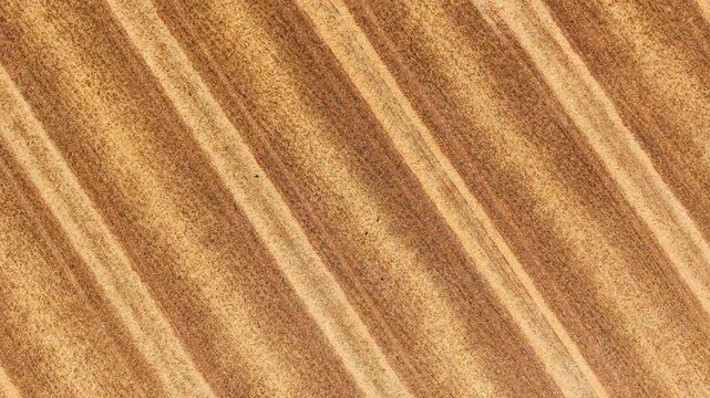 Aerial view harvested field texture. Golden stubble rows with combine harvesting tracks across cultivated farmland ready for plowing. Agribusiness background for crop rotation sustainable agriculture