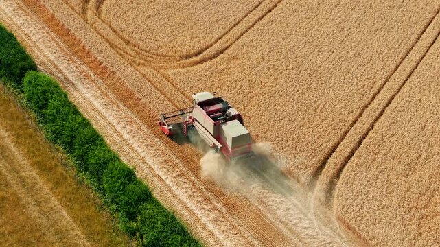 Wheat harvest combine working across ripe cereal field. Aerial farmland with harvesting machine, standing crop, straw rows and drifting dust during grain production. Commercial agriculture with