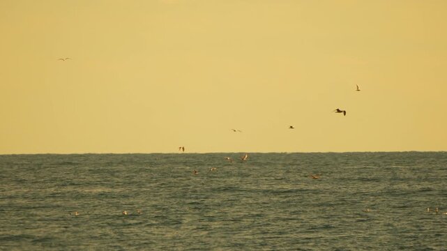 Seagulls flying ocean surface during golden hour with a beautiful warm yellow sky