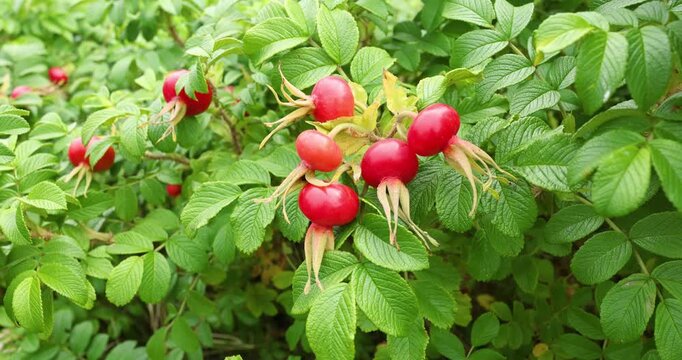 Bright red rose hips growing on green bush with textured leaves. Natural wild rose rugosa shrub with ripe medicinal berries in summer garden. Beautiful botanical detail of healthy organic plant.