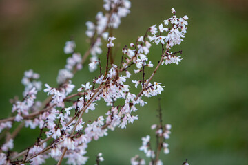 Fototapeta premium Les fleurs blanches du forsythia blanc balancées dans le cadre apaisant d'un jardin, mettant en valeur les détails d'un arbuste printanier.