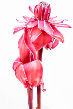 rose de porcelaine sur fond blanc 