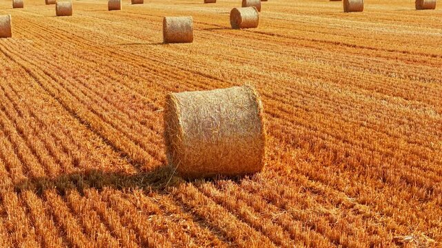 Round straw bale across textured harvested farmland. Crop stubble pattern with scattered hay rolls extending through open agricultural field under warm sunlight. Forage harvest, livestock farming