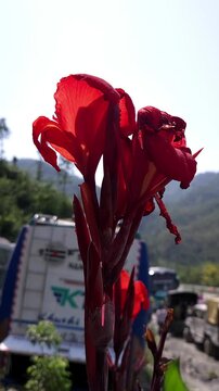 Vertical footage of vibrant red-orange Canna lily flowers growing beside a mountain road, with lush green forested hills in the background and vehicles passing along the roadway.