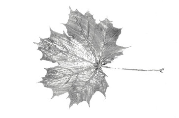 Fototapeta premium leaf print on a white background, sketch