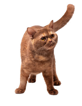 Cinnamon British Shorthair cat. Isolate