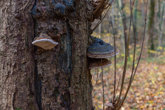 Large perennial bracket fungi, likely Fomes fomentarius, grow from the damaged trunk of an old deciduous tree in autumn woodland. Close botanical detail illustrates wood decomposition, fungal ecology,