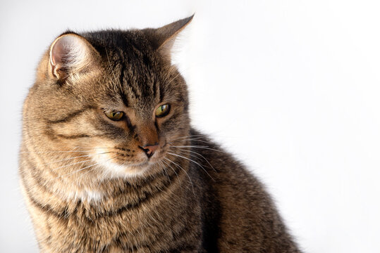 Tabby Cat Portrait Looking Down on White Background