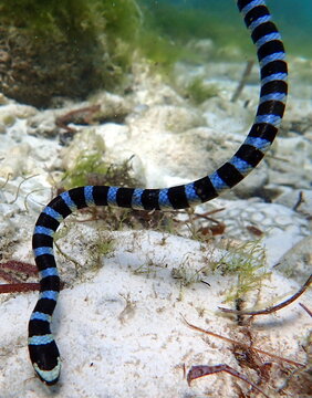 Philippines sea life